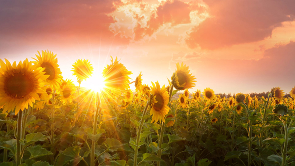 girasoli