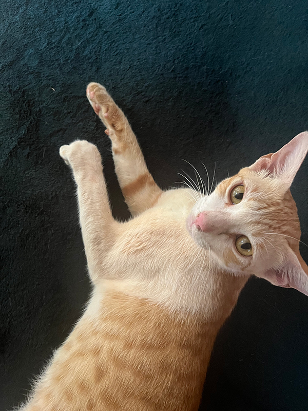 Micia